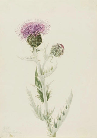 Mary Vaux Walcott - Prairie Thistle Cirsium undulatum.webp