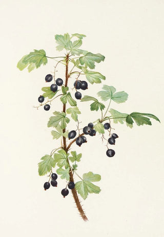 Mary Vaux Walcott - Prickly Currant fruit Ribes lacustre.webp