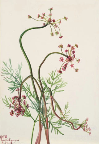 Mary Vaux Walcott - Pseudocymopterus montanus.webp