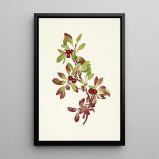 Mary Vaux Walcott - Ptarmiganberry Arctous alpina.webp