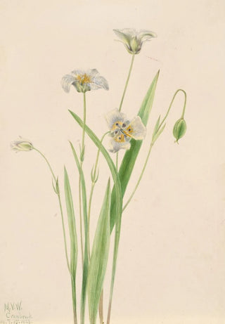 Mary Vaux Walcott - Pussyears Calochortus elegans.webp