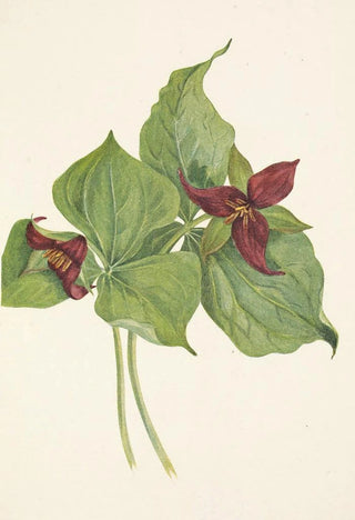 Mary Vaux Walcott - Red Trillium Trillium erectum.webp