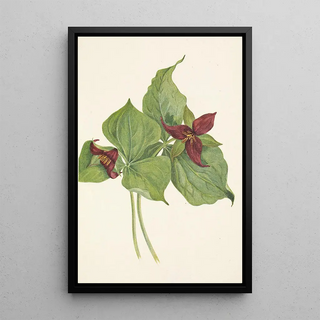 Mary Vaux Walcott - Red Trillium Trillium erectum.webp