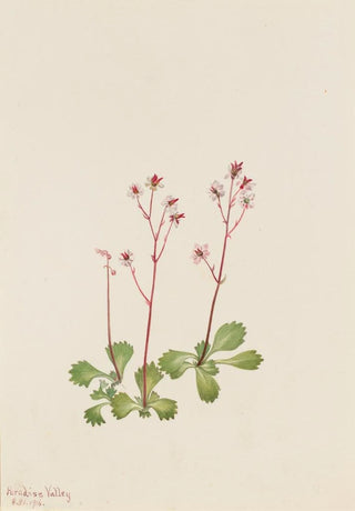 Mary Vaux Walcott - Redstem Saxifrage Saxifraga lyallii.webp