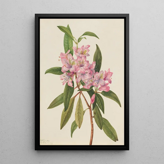 Mary Vaux Walcott - RoseBay Rhododendron Rhododendron carolinianum.webp