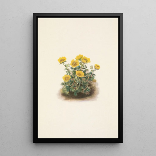 Mary Vaux Walcott - Rosette Cinquefoil Potentilia uniflora.webp