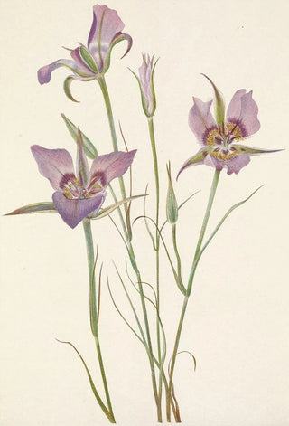 Mary Vaux Walcott - Sagebrush Mariposa Calochortus macrocarpus.webp