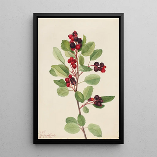 Mary Vaux Walcott - Saskatoon Amelanchier alnifolia.webp