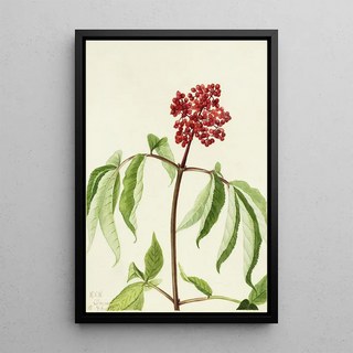 Mary Vaux Walcott - Scarlet Elder Sambucus pubens.webp