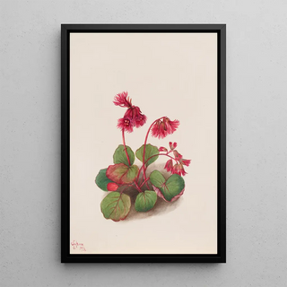 Mary Vaux Walcott - Schizocodon soldanelloides.webp