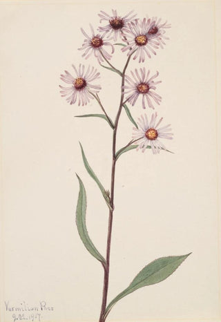 Mary Vaux Walcott - Showy Aster Aster conspicuus.webp