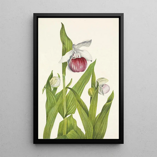 Mary Vaux Walcott - Showy Ladyslipper Cypripedium reginae.webp