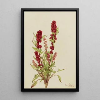 Mary Vaux Walcott - StrawberryBlite Chenopodium capitatum.webp