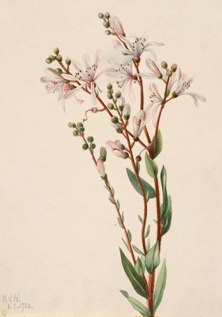 Mary Vaux Walcott - Tarflower Befaria racemosa.webp