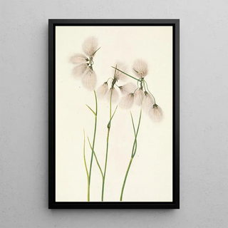 Mary Vaux Walcott - Tassel Cottongrass Eriophorum angustifolium.webp