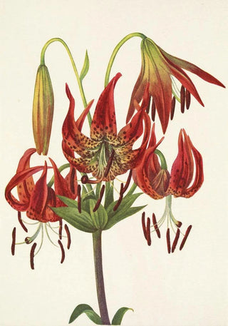 Mary Vaux Walcott - Turkscap Lily Lilium superbum.webp