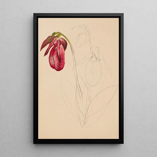 Mary Vaux Walcott - Unfinished Sketch.webp