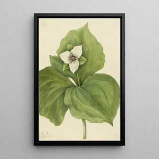Mary Vaux Walcott - Wax Trillium Trillium album.webp