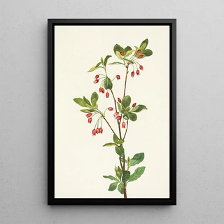 Mary Vaux Walcott - Western Menziesia Mendesia glabella.webp