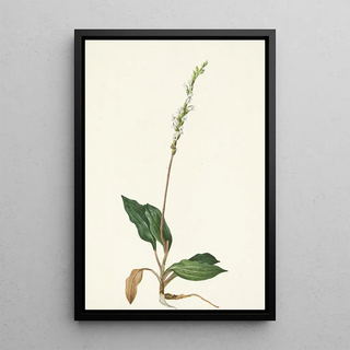 Mary Vaux Walcott - Western Rattlesnakeplantain Peramium decipiens.webp