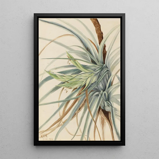 Mary Vaux Walcott - Wild Pineapple Tillandsia fasciculata.webp