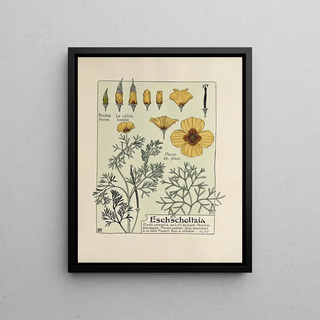 Maurice Pillard Verneuil - Eschscholtzia.webp