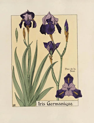Maurice Pillard Verneuil - Iris Germanique.webp