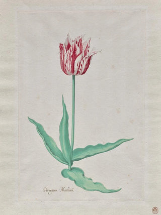 Pieter Holsteyn II - Study of a Tulip Perregoen Machieu.webp