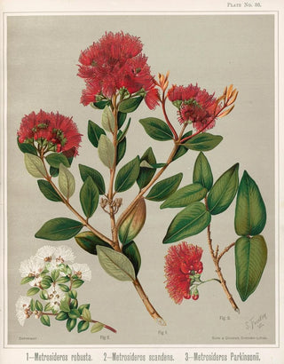 Sarah Featon - 1 Metrosideros robusta 2 Metrosideros scandens 3 Metrosideros parkinsonii Plate 36.webp
