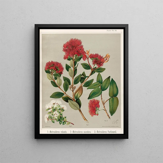 Sarah Featon - 1 Metrosideros robusta 2 Metrosideros scandens 3 Metrosideros parkinsonii Plate 36.webp