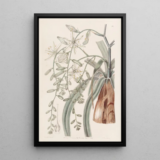 Sydenham Edwards - Straggling Star of Bethlehem.webp