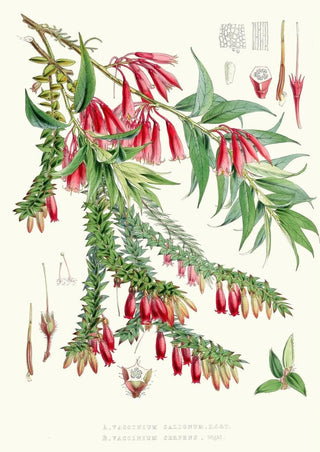 Walter Hood Fitch - A Vaccinium Salignum Hf et T B Vaccinium Serpens Hf et T.webp