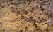 Serpent Copperhead på døde blade studie til bogen La coloration dissimulatrice dans le règne animal - Abbott Handerson Thayer — visning af kunstværket