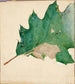 Studie over Oligocentra lignicolor Walker til bogen Concealing Coloration in the Animal Kingdom - Abbott Handerson Thayer — visning af kunstværket