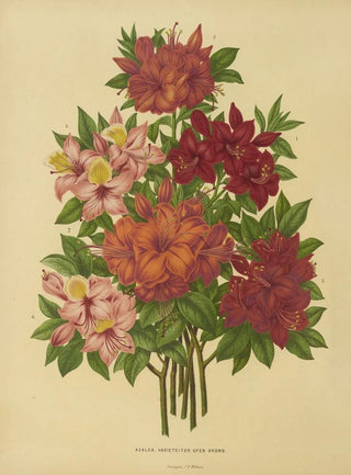 Abraham Jacobus Wendel - Nederlandsche flora en pomona Pl15.webp
