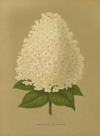 Abraham Jacobus Wendel - Nederlandsche flora en pomona Pl26.webp