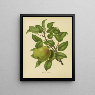 Abraham Jacobus Wendel - Nederlandsche flora en pomona Pl35.webp