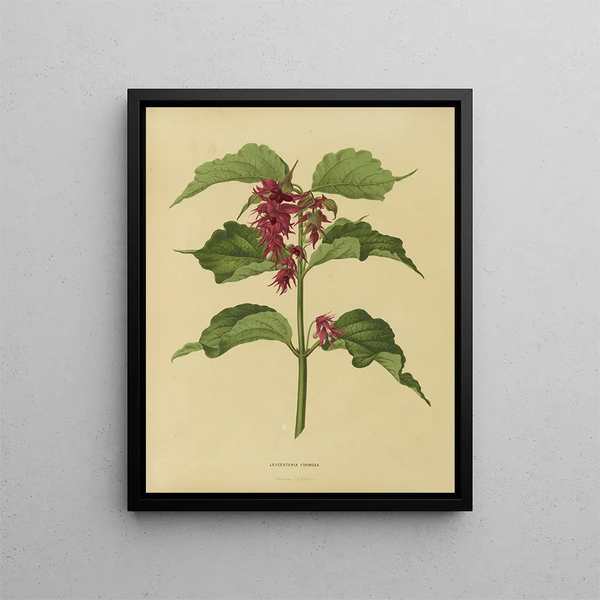 Abraham Jacobus Wendel - Nederlandsche flora en pomona Pl36.webp