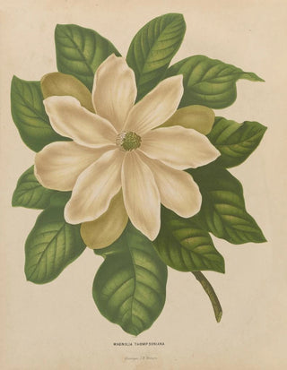 Abraham Jacobus Wendel - Nederlandsche flora en pomona Pl43.webp