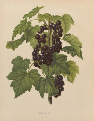 Abraham Jacobus Wendel - Nederlandsche flora en pomona Pl45.webp