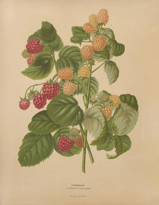 Abraham Jacobus Wendel - Nederlandsche flora en pomona Pl46.webp