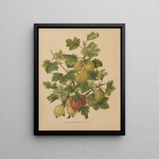 Abraham Jacobus Wendel - Nederlandsche flora en pomona Pl47.webp