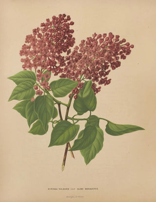 Abraham Jacobus Wendel - Nederlandsche flora en pomona Pl69.webp