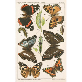 Adolf Speyer - Deutsche Schmetterlingskunde fr Anfnger Nebst einer Anleitung zum Sammeln Pl02.webp