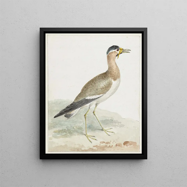 Aert Schouman - A Yellowwattled Lapwing.webp
