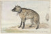 Hyène tachetée - Aert Schouman — visning af kunstværket