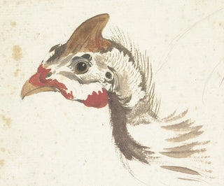 Aert Schouman - Head of a Helmeted Guineafowl.webp