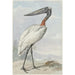 Jabiru Jabiru mycteria - Aert Schouman — visning af kunstværket