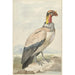 Vautour pape Sarcoramphus papa - Aert Schouman — visning af kunstværket