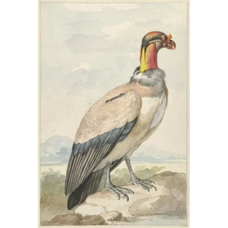 Aert Schouman - Koningsgier Sarcoramphus papa.webp
